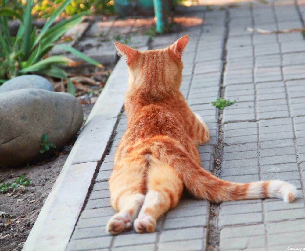 Обиженный рыжий кот