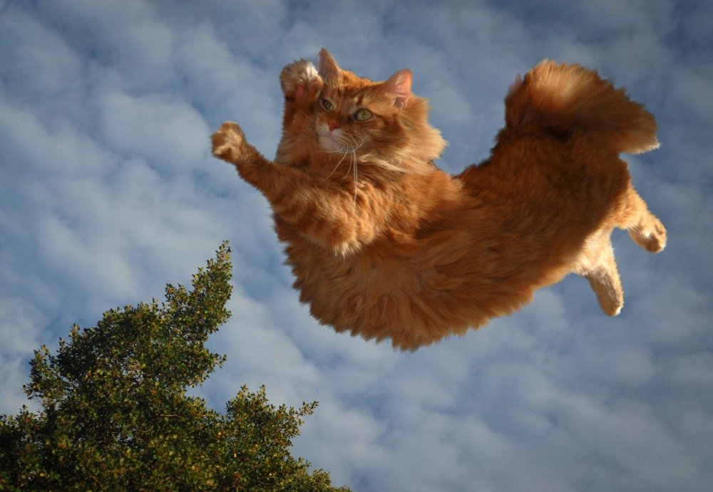 Летающий кот