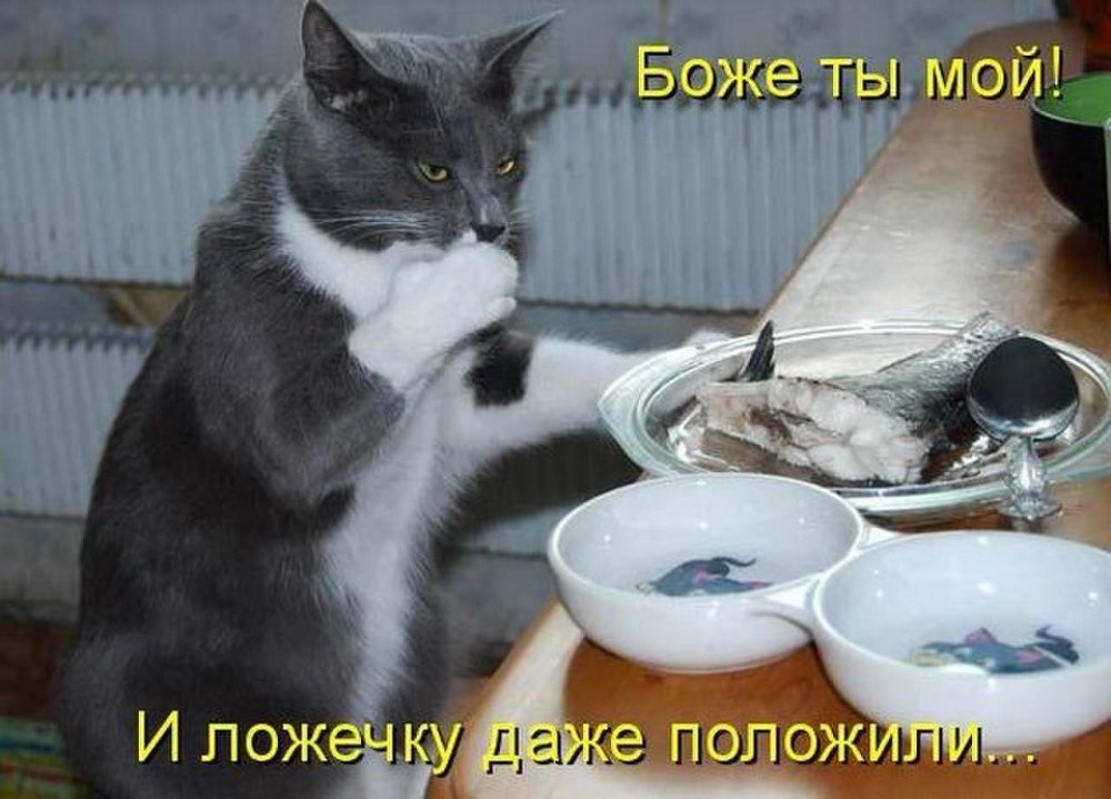 Кот обедает юмор