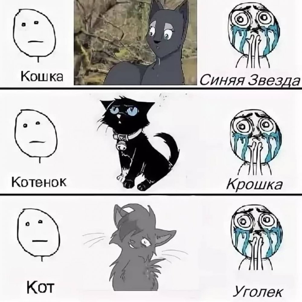 Мемы про котов воителей