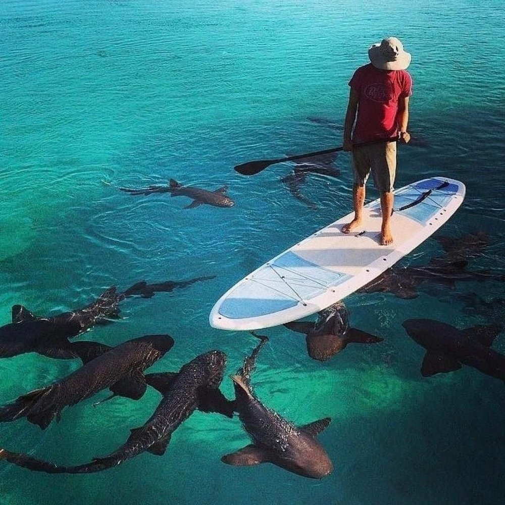 Серфинг и акулы