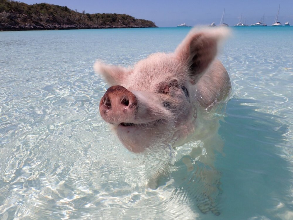 Водоплавающие свиньи Багамы