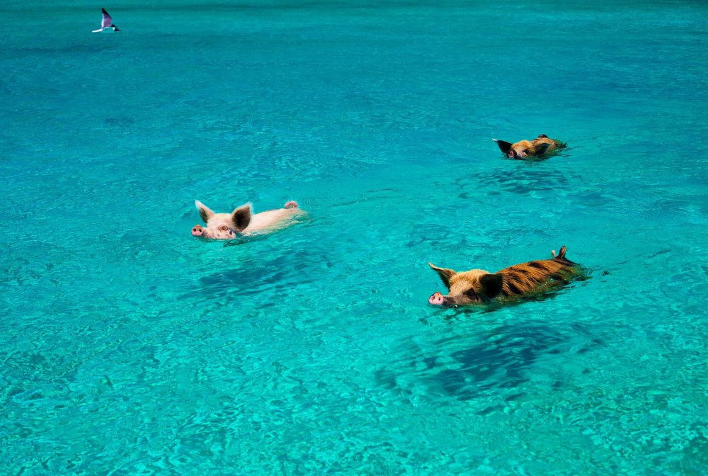 Багамские водоплавающие свинки