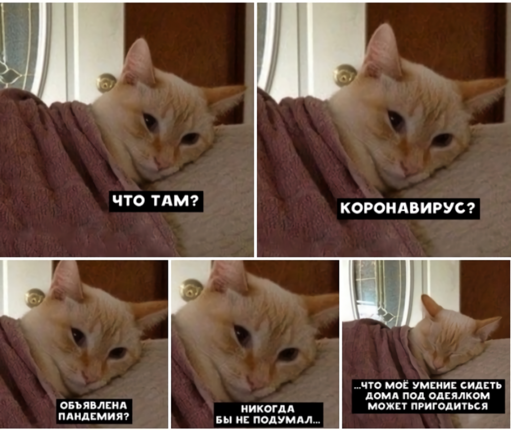 Котики мемы с надписями