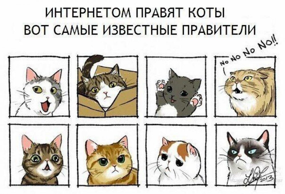 Популярные мемы с котом