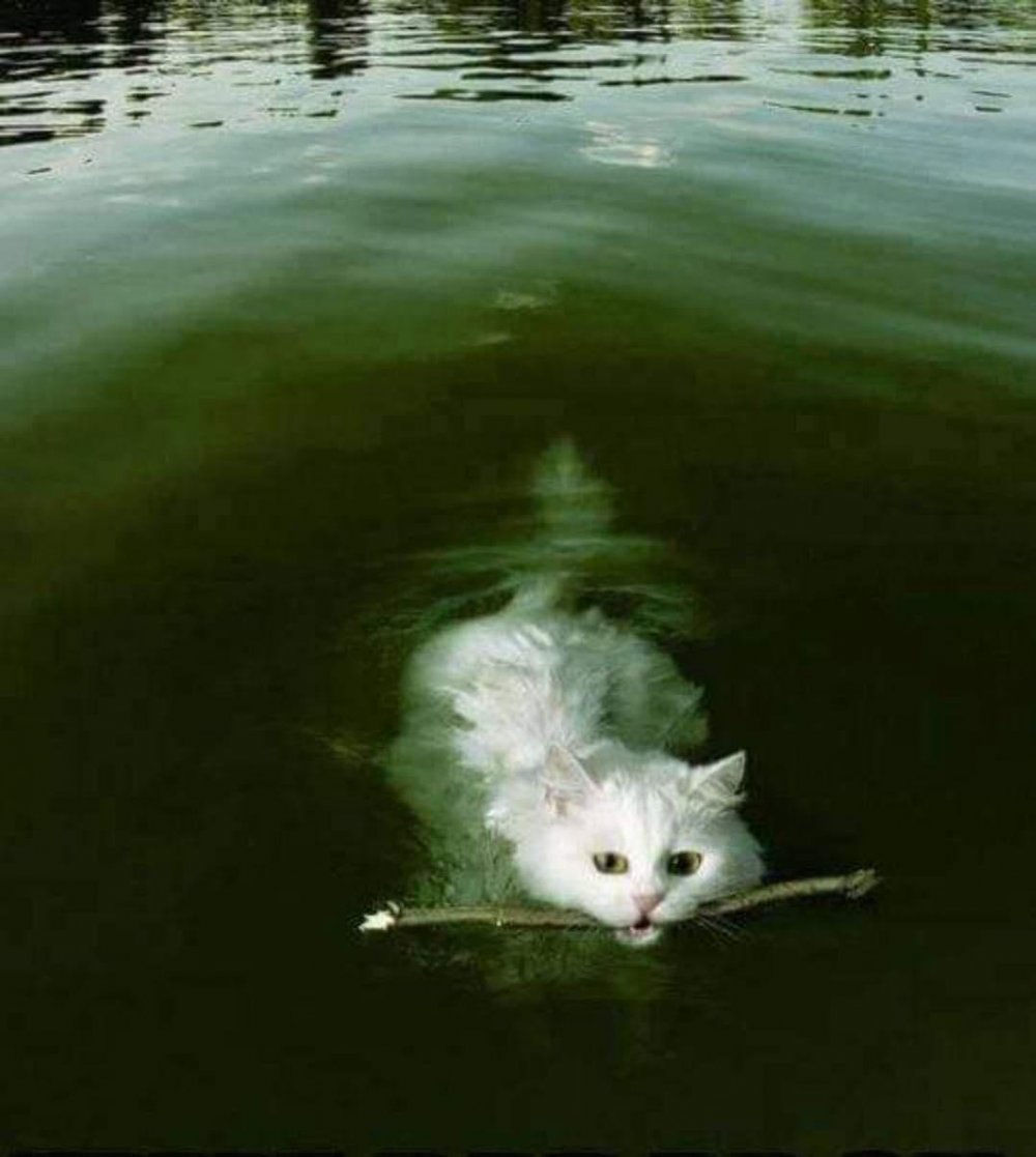 Котик плавает