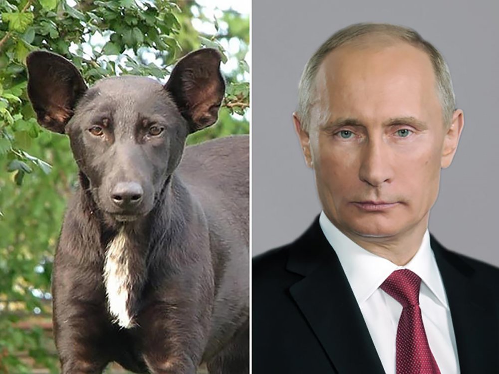 Путин похож на собаку