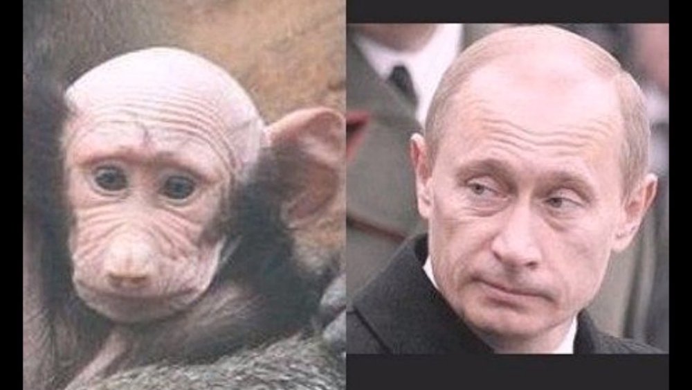 Путин похож на обезьяну