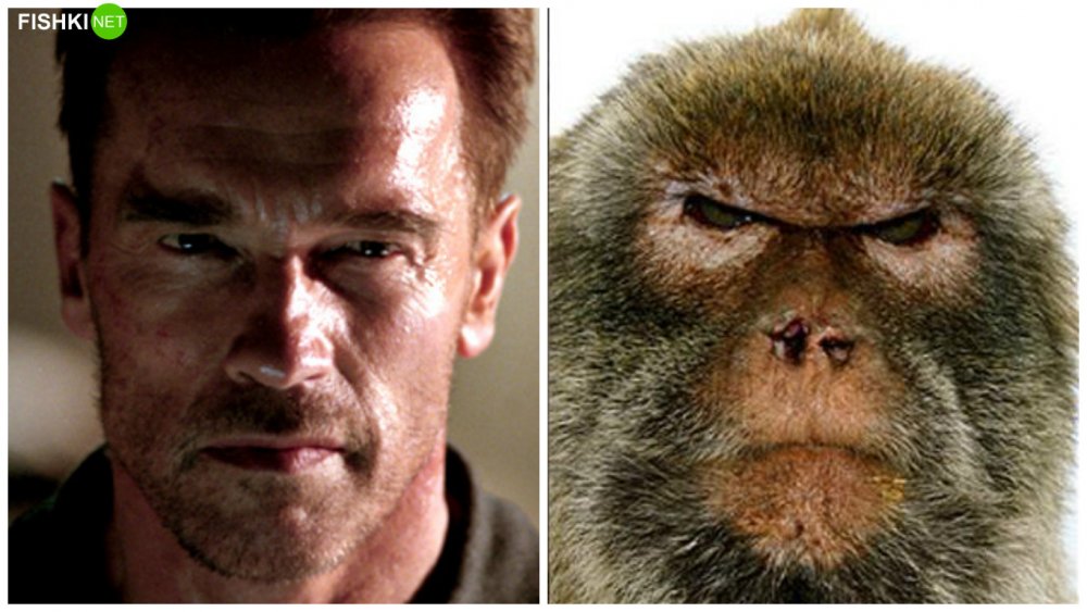 Актер похожий на обезьяну