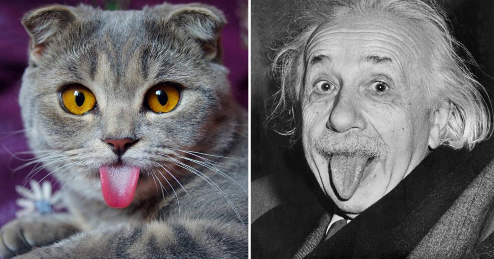 Коты похожие на известных людей
