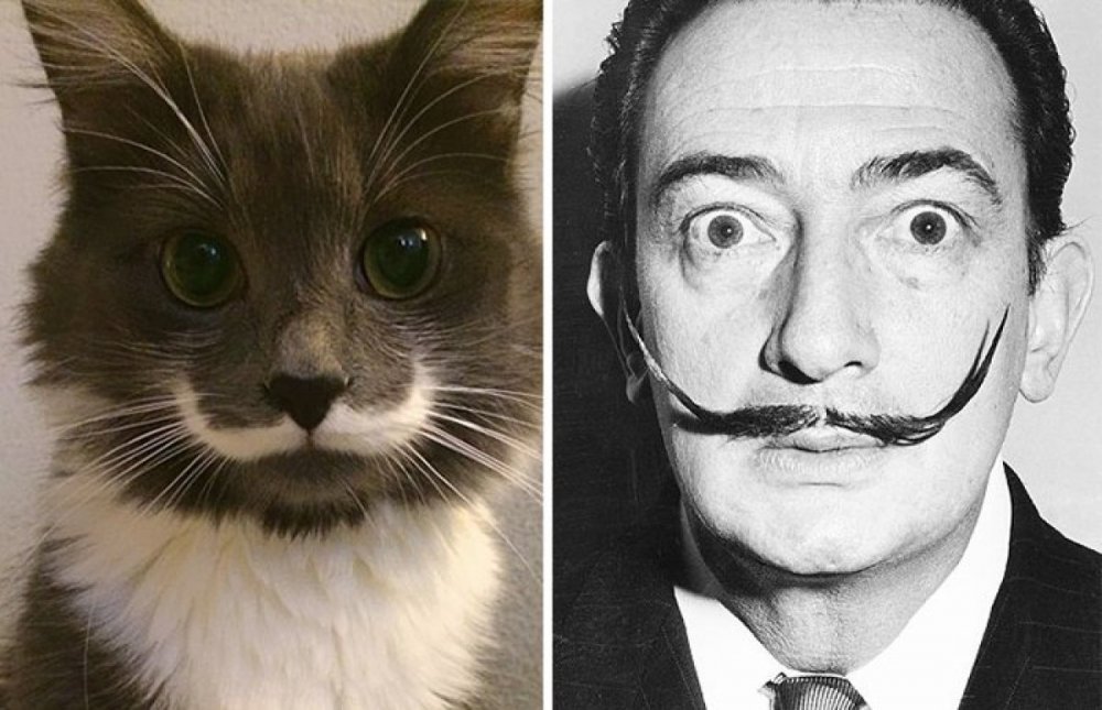 Коты похожие на знаменитых людей