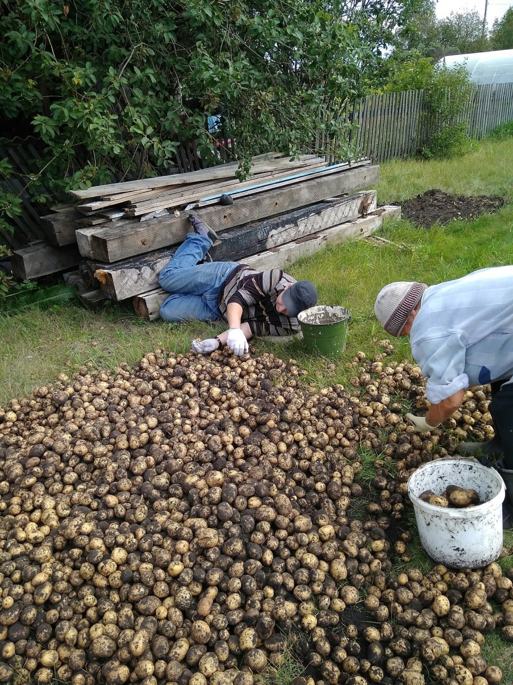 Копаем картошку приколы