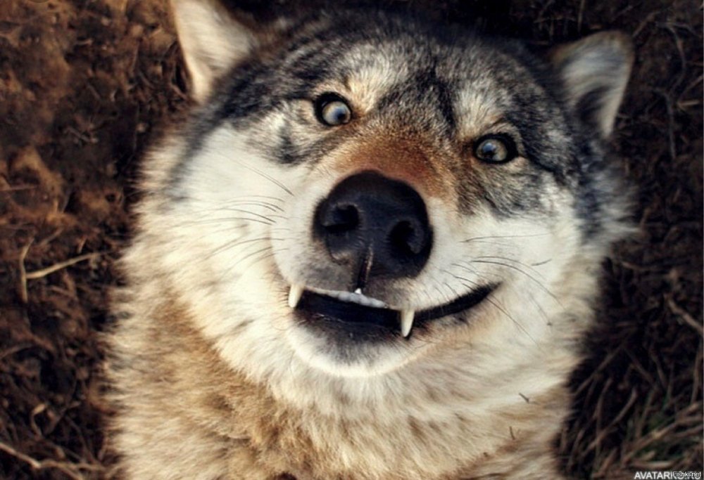 Волк улыбается