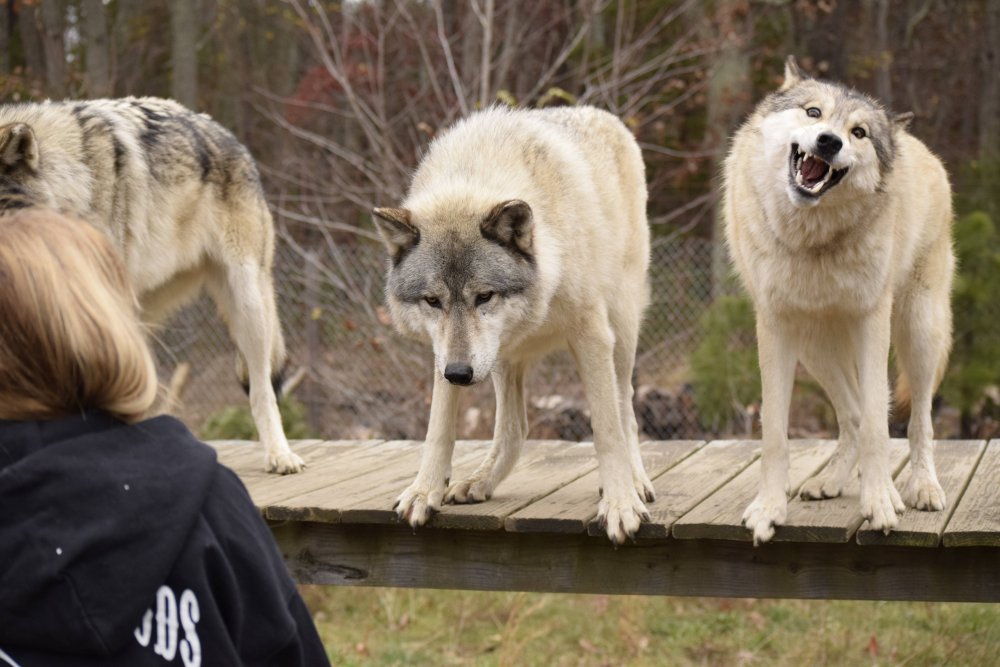 Ржачные волки