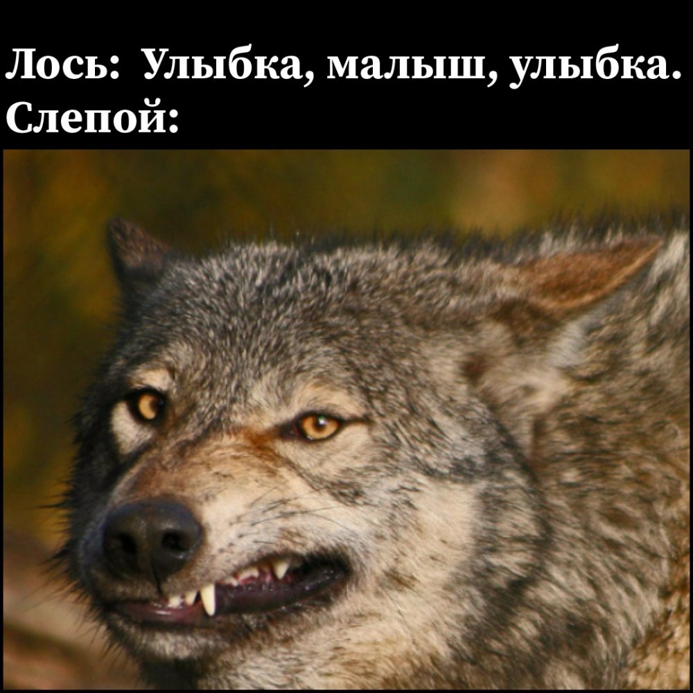 Улыбка волка