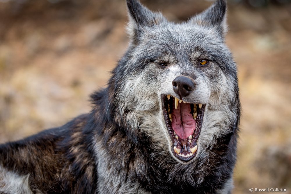 Улыбка волка