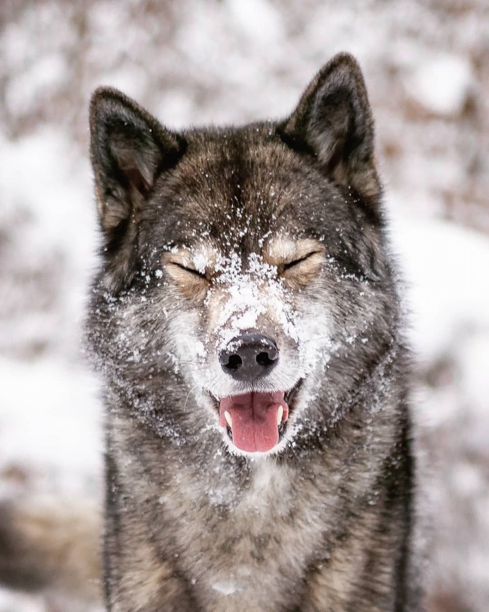 Счастливый волк