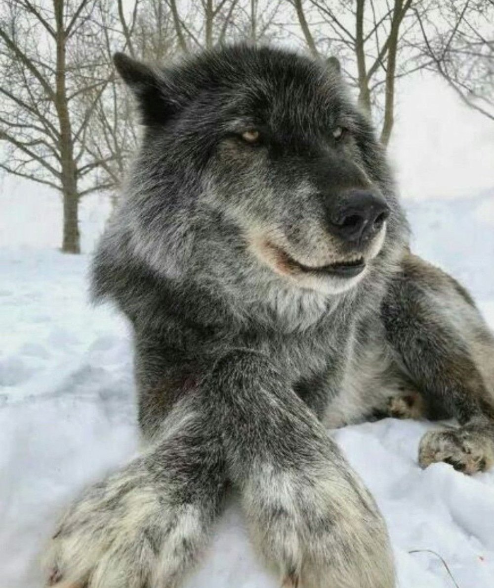 Сибирский волк большой