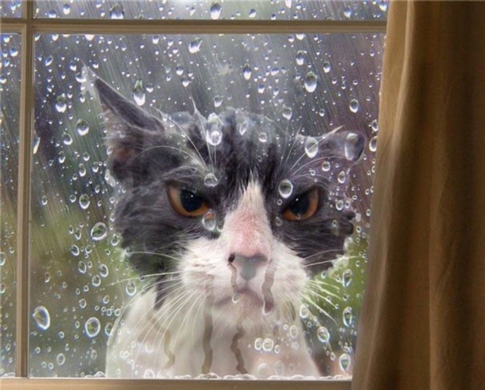 Мокрый персидский кот