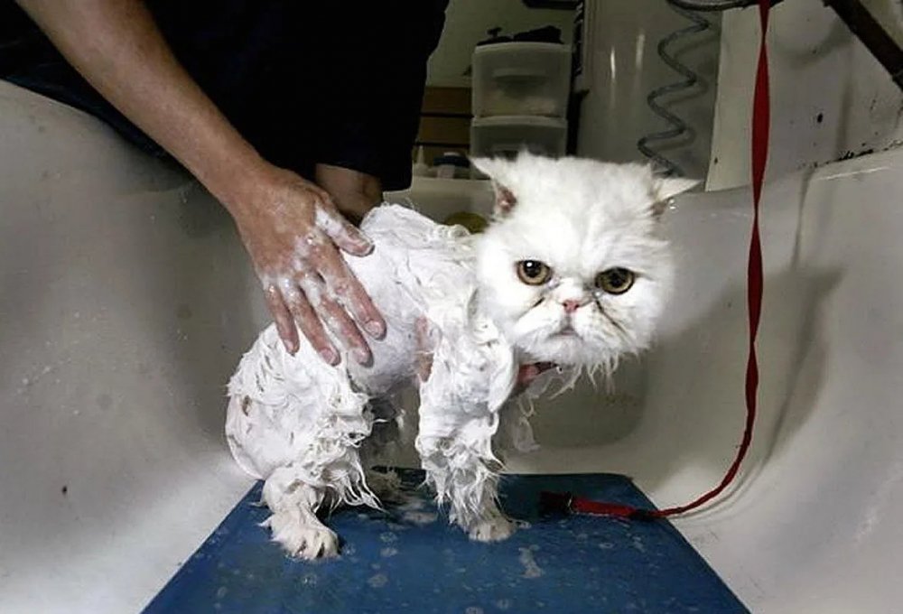 Мокрый персидский кот