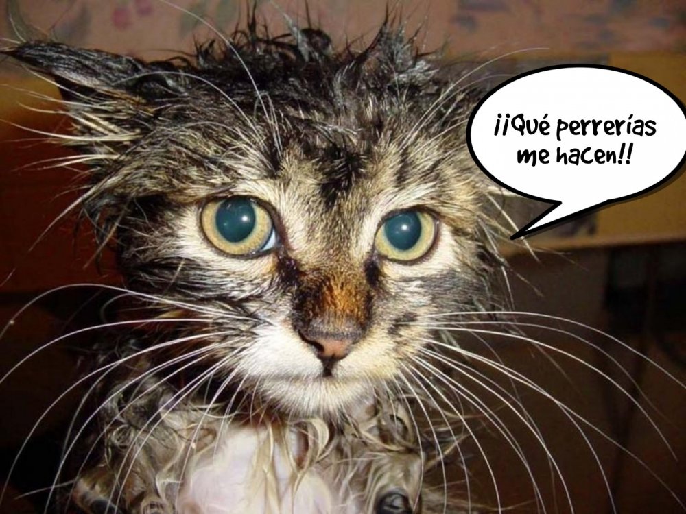 Мокрый кот демотиватор