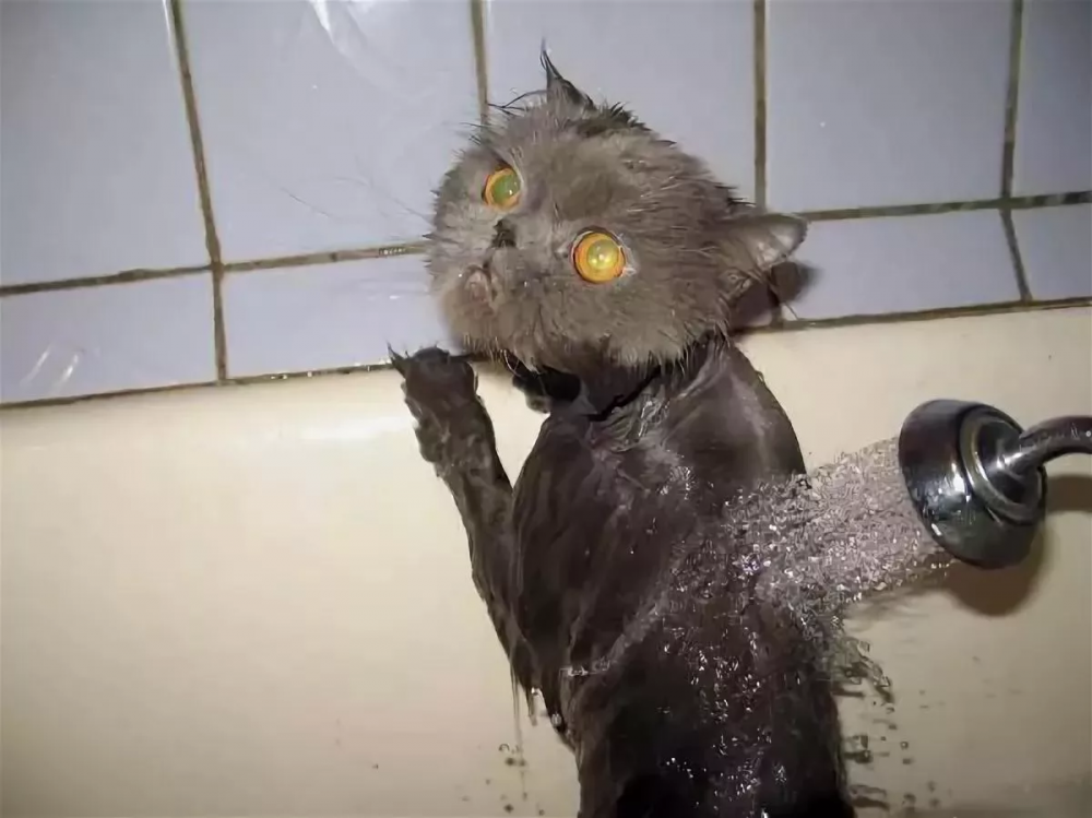 Мокрый черный котенок
