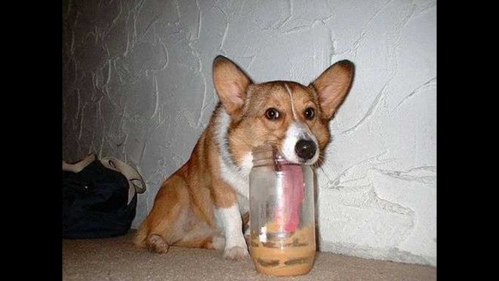 Пес в стакане