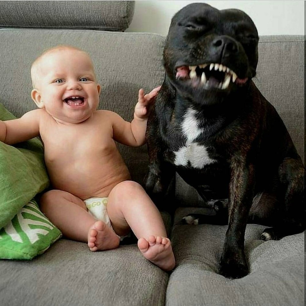 Детки и животные смешные
