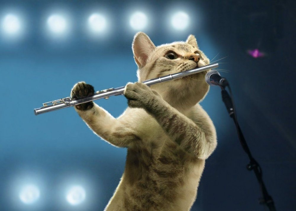 Кошки с музыкальными инструментами