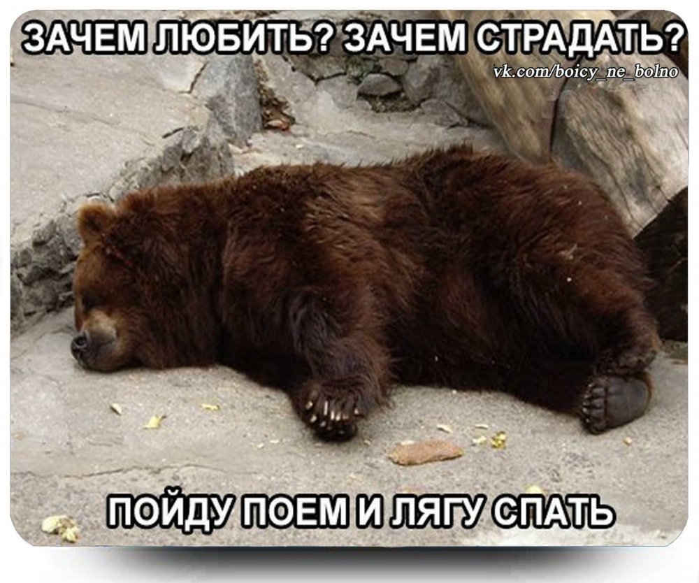 Смешной медведь в спячке
