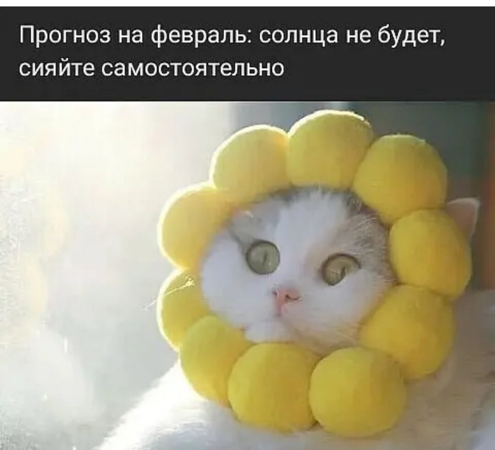 Котенок в костюме солнышка