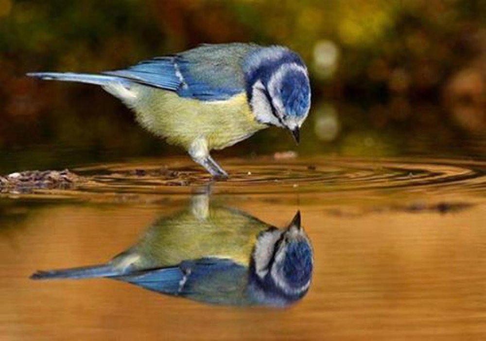 Отражение птиц в воде