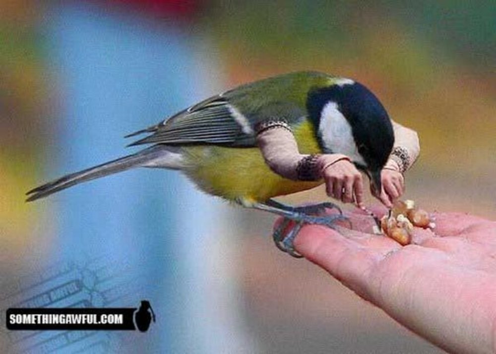 Птицы с человеческими руками