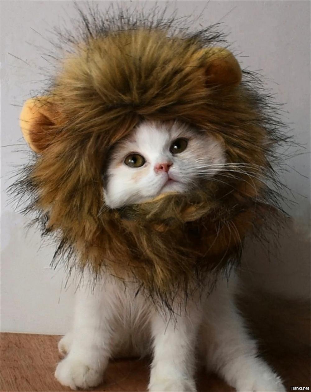 Котенок в костюме Льва