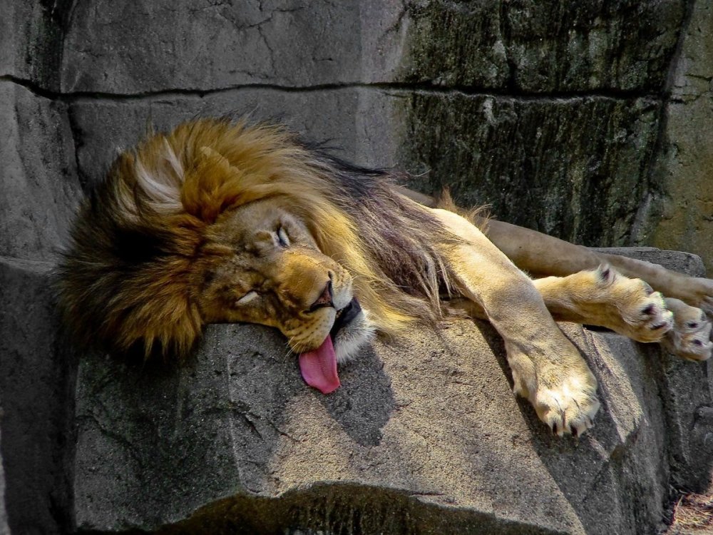 Сонный Лев