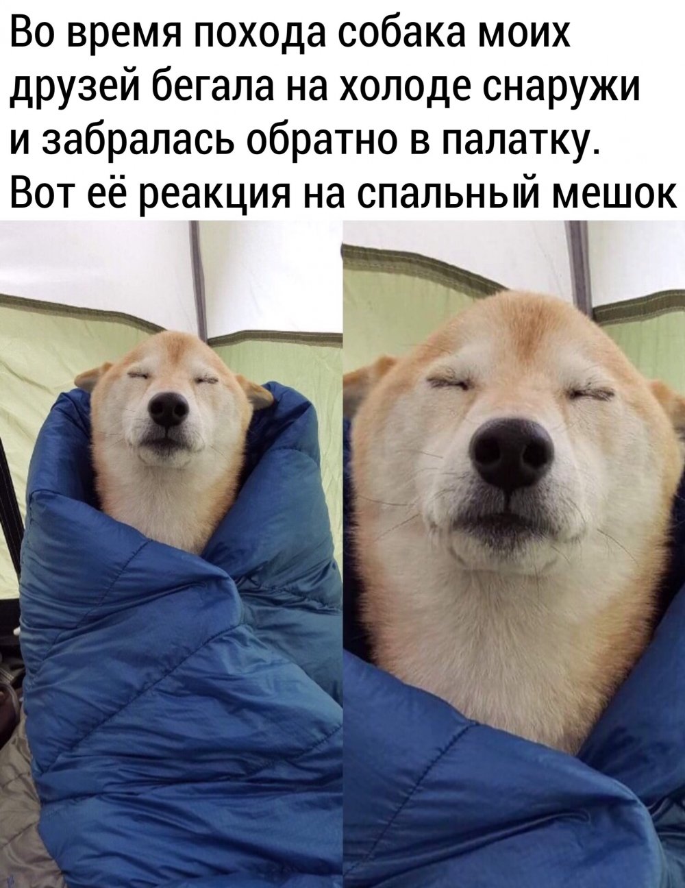Мемы с собаками с надписями