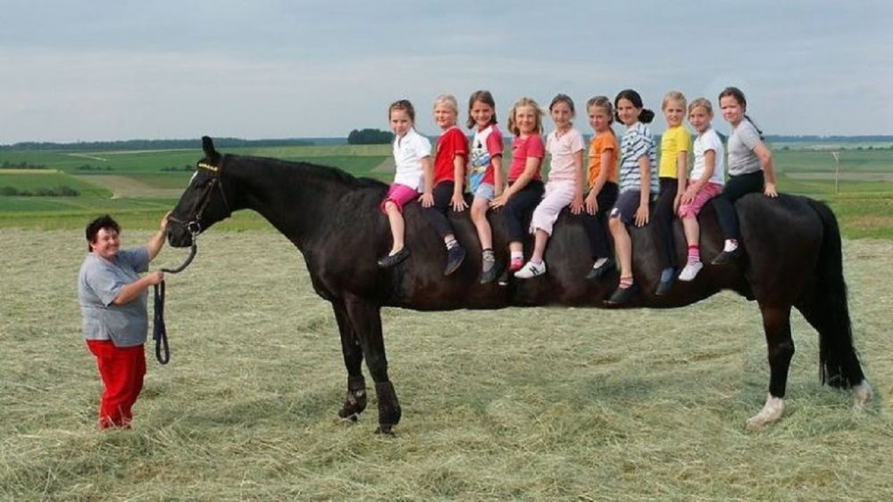 Самая длинная лошадь
