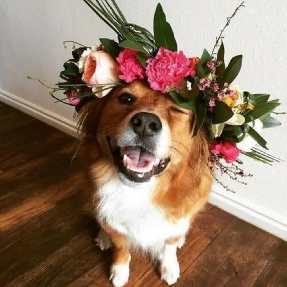 Собака с цветами