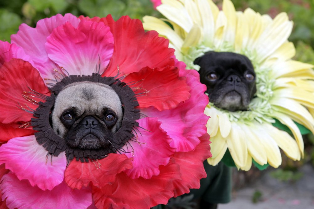 Собака в костюме цветка