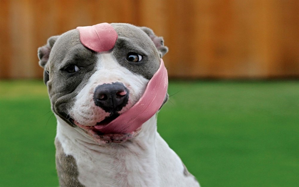 Смешная собака с высунутым языком