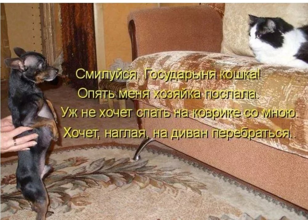 Коты и собаки с надписями