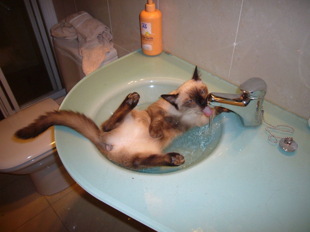 Кошка которая любит воду