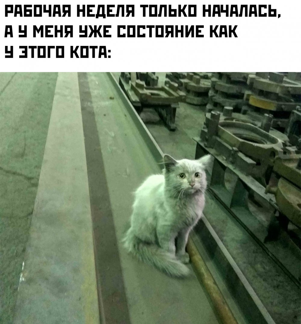 Кошка на заводе