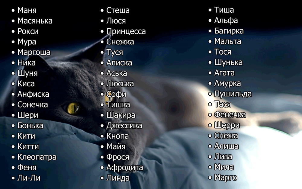 Кошачьи имена для девочек кошачьи имена для девочек