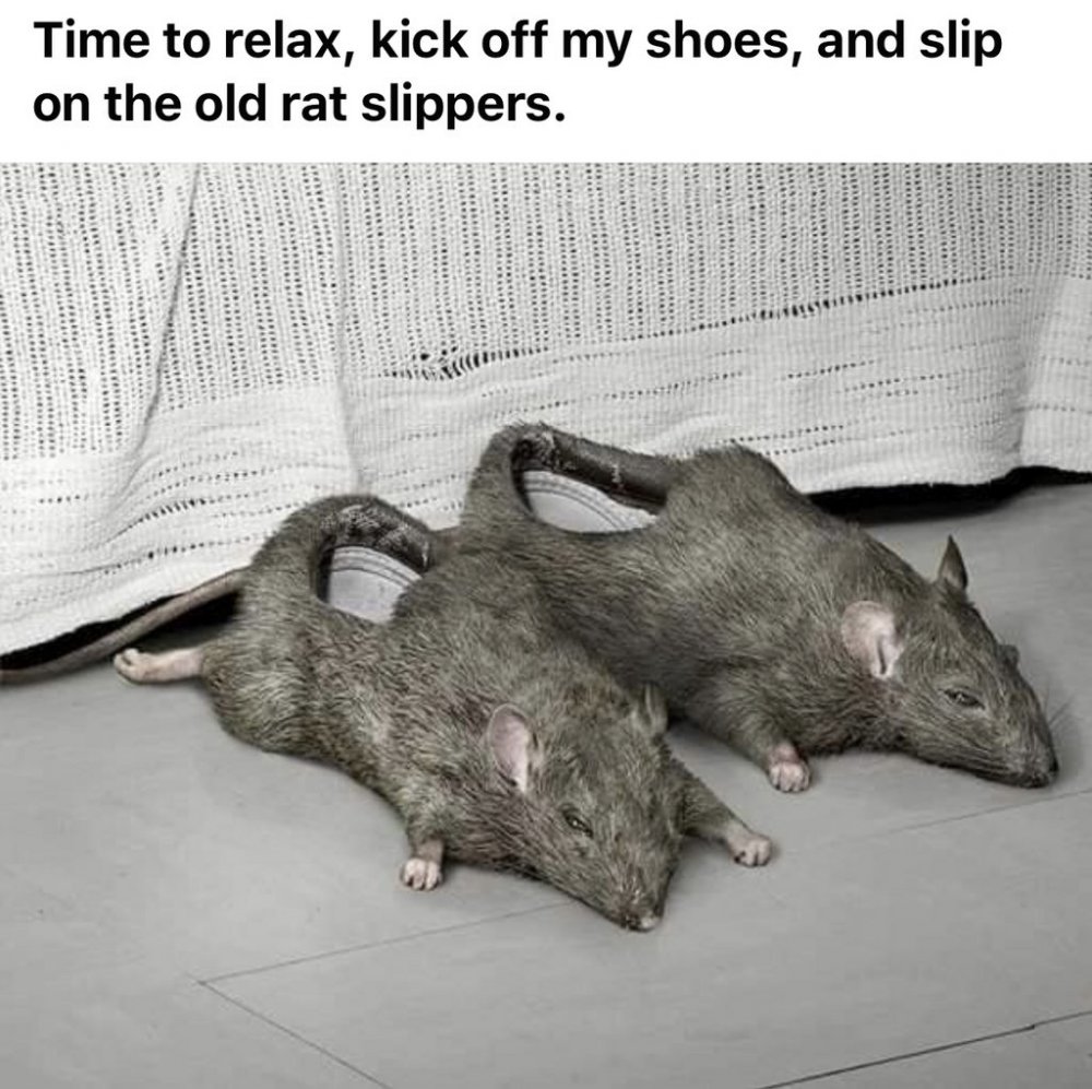 Крысиные туфли