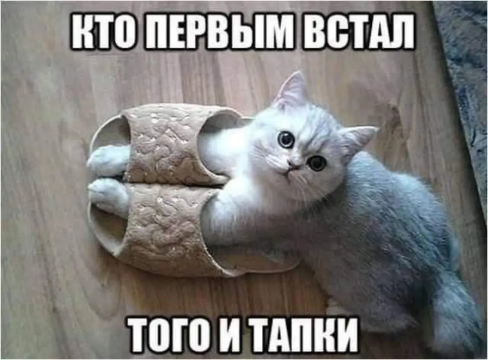 Тапочки для кота