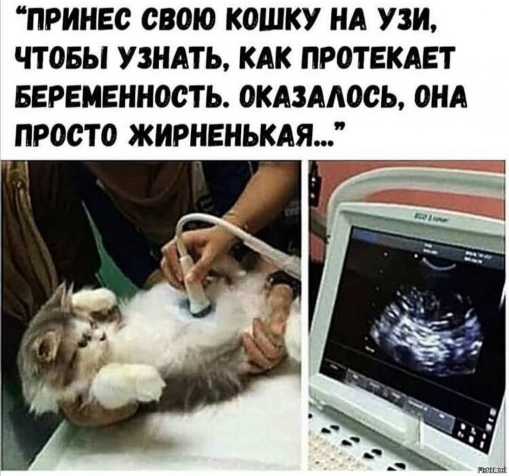 Беременность кошки УЗИ