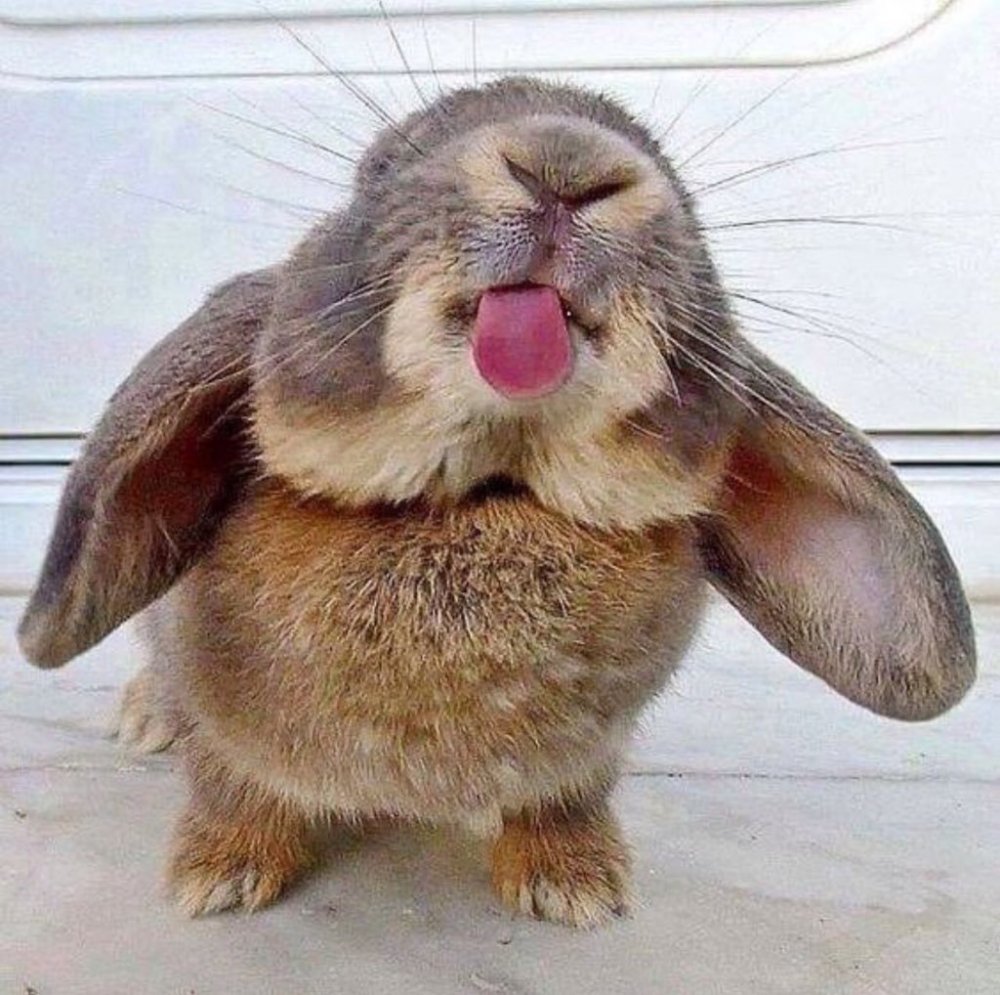 Кролик с высунутым языком