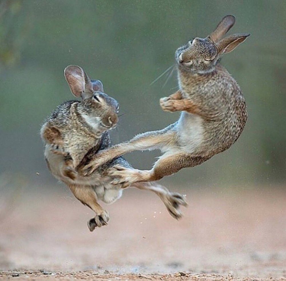 Заяц в прыжке