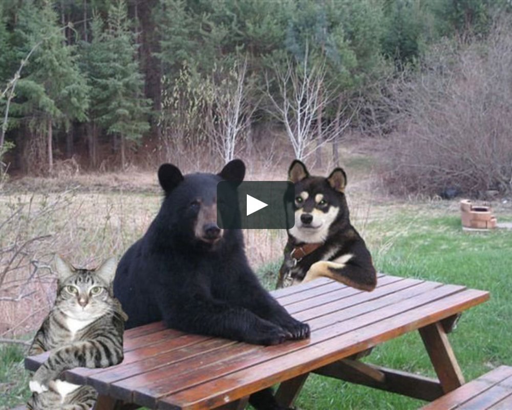 Медведь сидит за столом